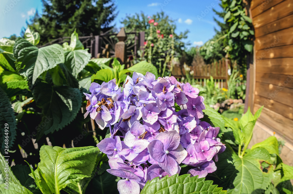 Canvas Prints hydrangea macrophylla - hortensia flowers in a small summer hosue garden in village in masovia regio