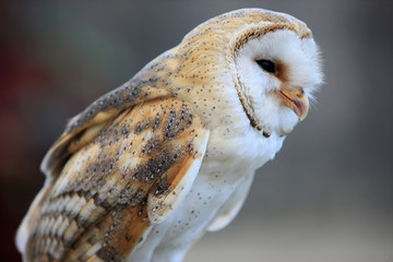 Chouette effraie. / Barn owl.