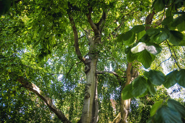 Fototapeta premium Fagus sylvatica commonly known as European beech or common beech tree
