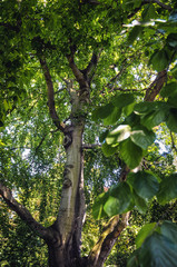 Fagus sylvatica commonly known as  European beech or common beech tree