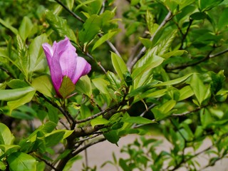 Rosa Blüte am Rhododendronbusch