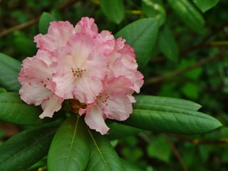 Rosa Rhododendronblüte