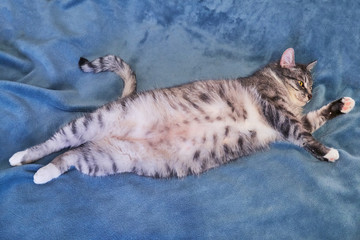 Cat lies belly up. Big belly of a pet. Cat close-up on a large blue blanket in full length. Copy space for text.