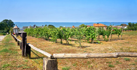 Vineyard overlooking the Baltic Sea in Loddin on the island of Usedom.
