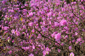 Pink flowers of Rhododendron mucronulatum or Korean rhododendron. General view of flowering plant in the garden in early spring