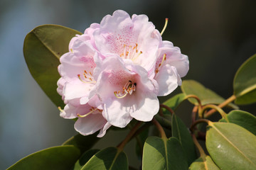 Obraz premium Flowers of Pere Farges Rhododendron (Rhododendron oreodoxa var. fargesii) in garden