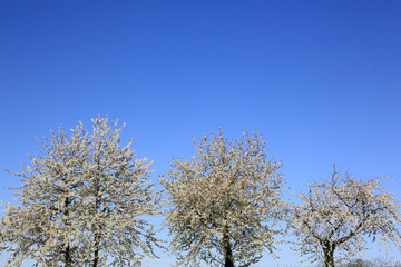 Arbres en fleurs au printemps. / Trees in bloom in spring