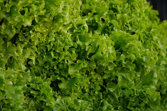 Lechuga crespa o francesa expuesta en verduler&iacute;a para su venta