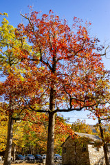 Fototapeta na wymiar yellow maple tree in autumn