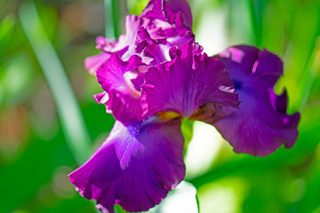 Close up of a purple Iris in bloom on a sunny morning