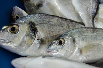close up shoot of small freash fish just taken from the sea