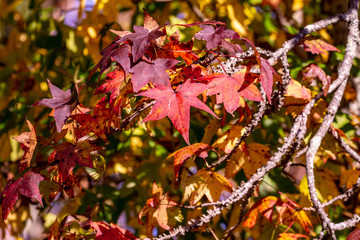 autumn leaves