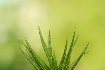 Aloe Vera Plant, natural remedy product over green