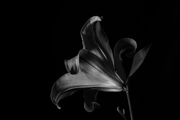 A lily flower alone at night.
