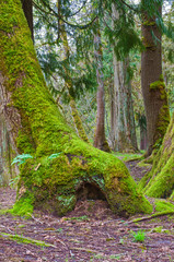Mossy tree with fairy home at the base of tree