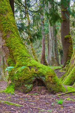 Mossy tree with fairy home at the base of tree