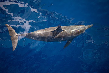 Naklejka premium A Spinner dolphin, Stenella longirostris, cruises through the crystal clear waters of the tropical Pacific Ocean. These small cetaceans are known for their impressive aerial acrobatics.