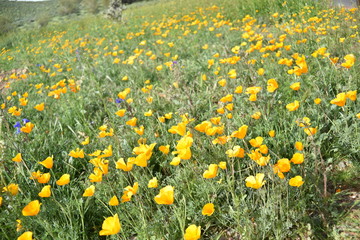 Arizona springtime desert bloom and green grasses