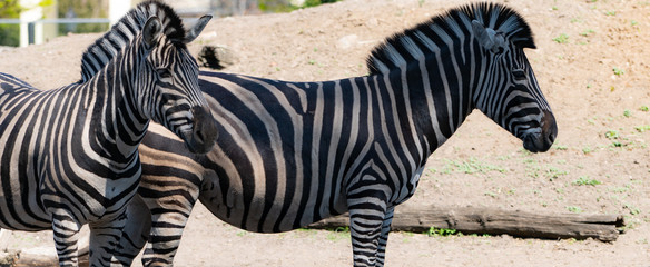 zebra