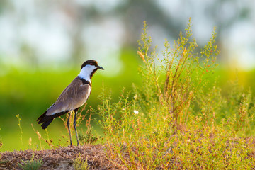 Cute water bird. Common bird: Spur winged Lapwing. Green nature background.