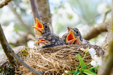 Group of hungry baby birds sitting in their nest on blooming tree with mouths wide open waiting for...