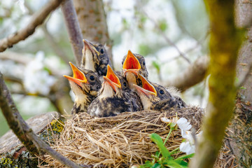Group of hungry baby birds sitting in their nest on blooming tree with mouths wide open waiting for feeding. Young birds cry