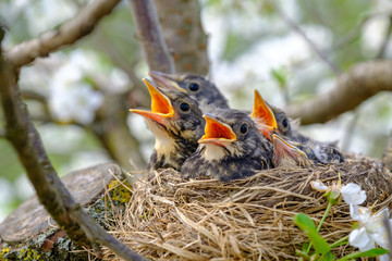 Group of hungry baby birds sitting in their nest with mouths wide open waiting for feeding. Young birds with orange beak cry, nestling in wildlife.