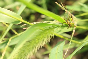 葉にしがみつくイナゴ