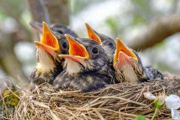 Closeup baby birds with wide open mouth on the nest. Young birds with orange beak, nestling in...