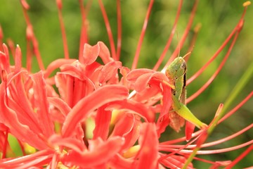 彼岸花とバッタ