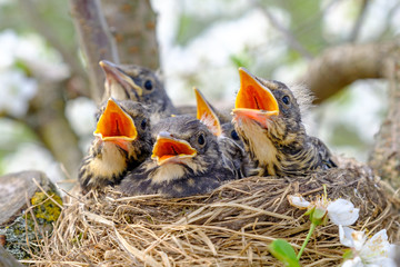 Group of hungry baby birds sitting in their nest with mouths wide open waiting for feeding. Young birds in nest concept. © photoguns