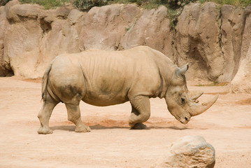 Obraz premium Rinoceronte blanco andando por la reserva
