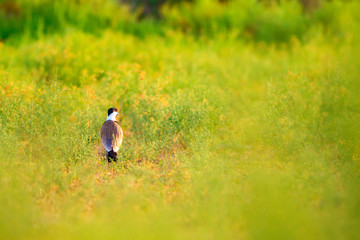 Cute water bird. Common bird: Spur winged Lapwing. Green nature background.