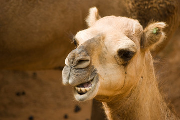 Obraz premium Retrato de un camello en el zoo de Valencia