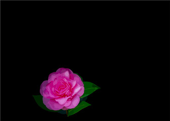 A pink flower on a  black background 