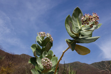 Planta del desierto con hojas verdes y flores pequeñas con fondo de cielo azul