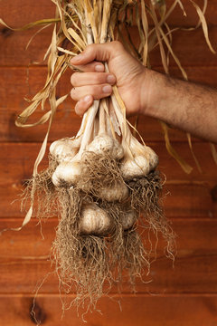 Farmer's hand holding a bunch of organic dried garlic. Agriculture farming produce crops background.