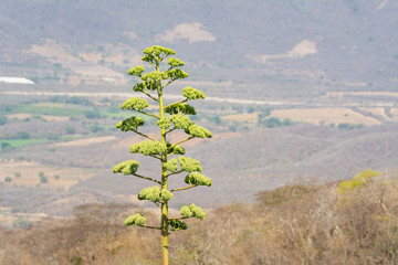 cerro de la vieja