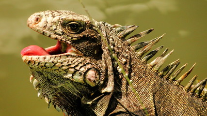 animales salvajes