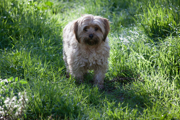 dog on green grass