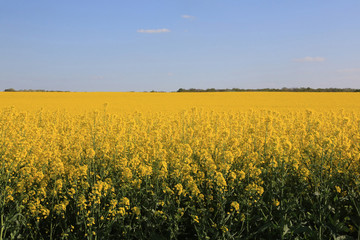 Floraison de champs de colza.