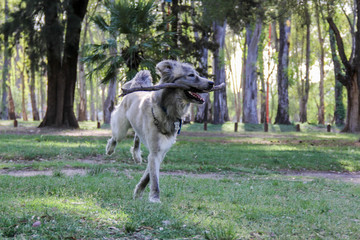 Perro gris corriendo con palo en la boca