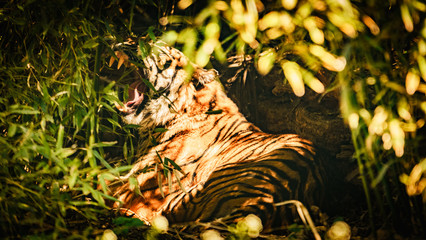Tygrys, tiger - obrazy, fototapety, plakaty