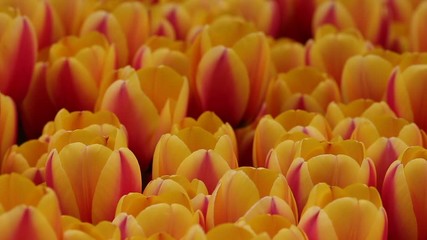 Red and Yellow Tulip Farm 
