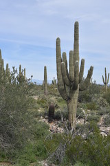 Arizona springtime desert bloom and green grasses