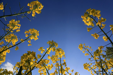 Floraison de champs de colza. / Blooming rape fields. 