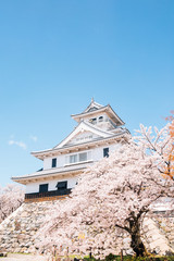 Naklejka premium Nagahama castle with cherry blossoms in Shiga, japan