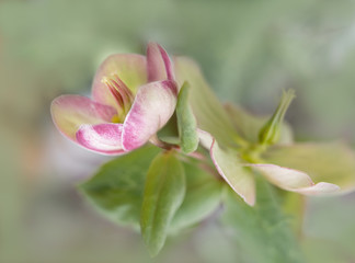 Lenten Roses (aka Hellebonus). They are blooming now in early spring in southwestern Ontario