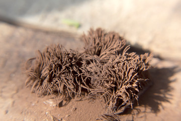 Brown fungus on wood background