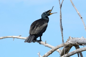 Double-crested cormorant or Phalacrocorax auritus perched on dead tree branch stretching open beak